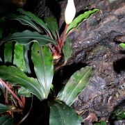 Image of Bucephalandra motleyana  Schott.