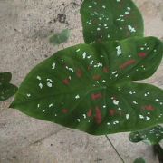 Image of Caladium bicolor  Vent..