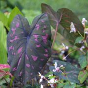 Image of Caladium bicolor var rubicundum Engl..