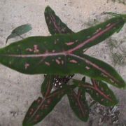 Image of Caladium picturatum  C.Koch.