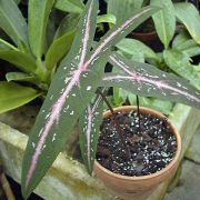 Image of Caladium picturatum  C.Koch.