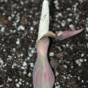 Image of Caladium sp.nov.  .