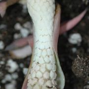 Image of Caladium sp.nov.  .