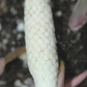 Image of Caladium sp.nov.  .