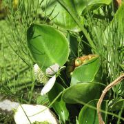 Image of Calla palustris  L..