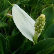 Image of Calla palustris  L..