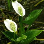 Image of Calla palustris  L..