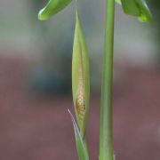 Image of Carlephyton madagascariense  Jum..