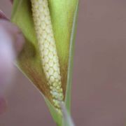 Image of Carlephyton madagascariense  Jum..