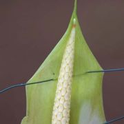 Image of Carlephyton madagascariense  Jum..