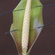 Image of Carlephyton madagascariense  Jum..