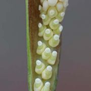 Image of Carlephyton madagascariense  Jum..