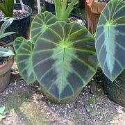 Image of Colocasia affinis var. jenningsii (Veitch) Engl..