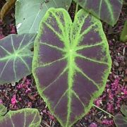 Image of Colocasia antiqorum var. illustris (W. Bull) Engl..