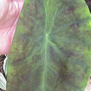 Image of Colocasia antiqorum var. illustris (W. Bull) Engl..