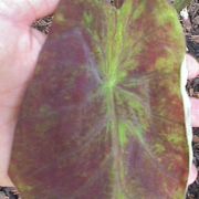 Image of Colocasia antiqorum var. illustris (W. Bull) Engl..