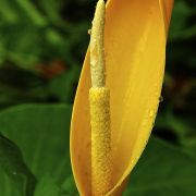 Image of Colocasia esculenta  (L.) Schott.