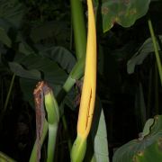 Image of Colocasia esculenta  (L.) Schott.