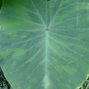 Image of Colocasia esculenta  (L.) Schott.