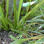 Image of Colocasia esculenta  (L.) Schott.