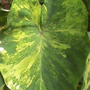 Image of Colocasia esculenta  (L.) Schott.