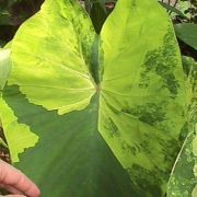 Image of Colocasia esculenta  (L.) Schott.