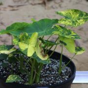 Image of Colocasia esculenta  (L.) Schott.