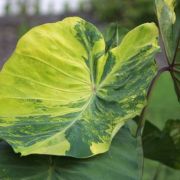 Image of Colocasia esculenta  (L.) Schott.