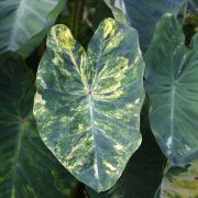 Image of Colocasia esculenta  (L.) Schott.