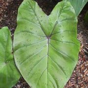 Image of Colocasia esculenta  (L.) Schott.