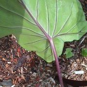 Image of Colocasia esculenta  (L.) Schott.