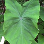 Image of Colocasia esculenta  (L.) Schott.