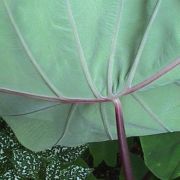 Image of Colocasia esculenta  (L.) Schott.