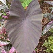 Image of Colocasia esculenta  (L.) Schott.