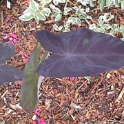 Image of Colocasia esculenta  (L.) Schott.