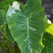 Image of Colocasia esculenta  (L.) Schott.