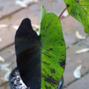 Image of Colocasia esculenta  (L.) Schott.