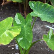 Image of Colocasia esculenta  (L.) Schott.