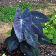 Image of Colocasia esculenta  (L.) Schott.