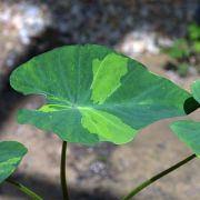 Image of Colocasia esculenta  (L.) Schott.