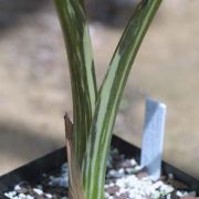 Image of Colocasia esculenta  (L.) Schott.