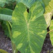 Image of Colocasia esculenta  (L.) Schott.