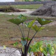 Image of Colocasia esculenta  (L.) Schott.