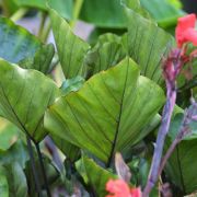 Image of Colocasia esculenta  (L.) Schott.