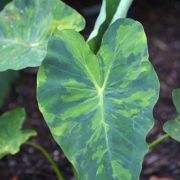 Image of Colocasia esculenta  (L.) Schott.