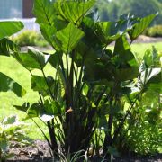 Image of Colocasia esculenta  (L.) Schott.