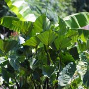 Image of Colocasia esculenta  (L.) Schott.