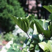 Image of Colocasia esculenta  (L.) Schott.