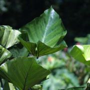 Image of Colocasia esculenta  (L.) Schott.