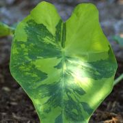 Image of Colocasia esculenta  (L.) Schott.